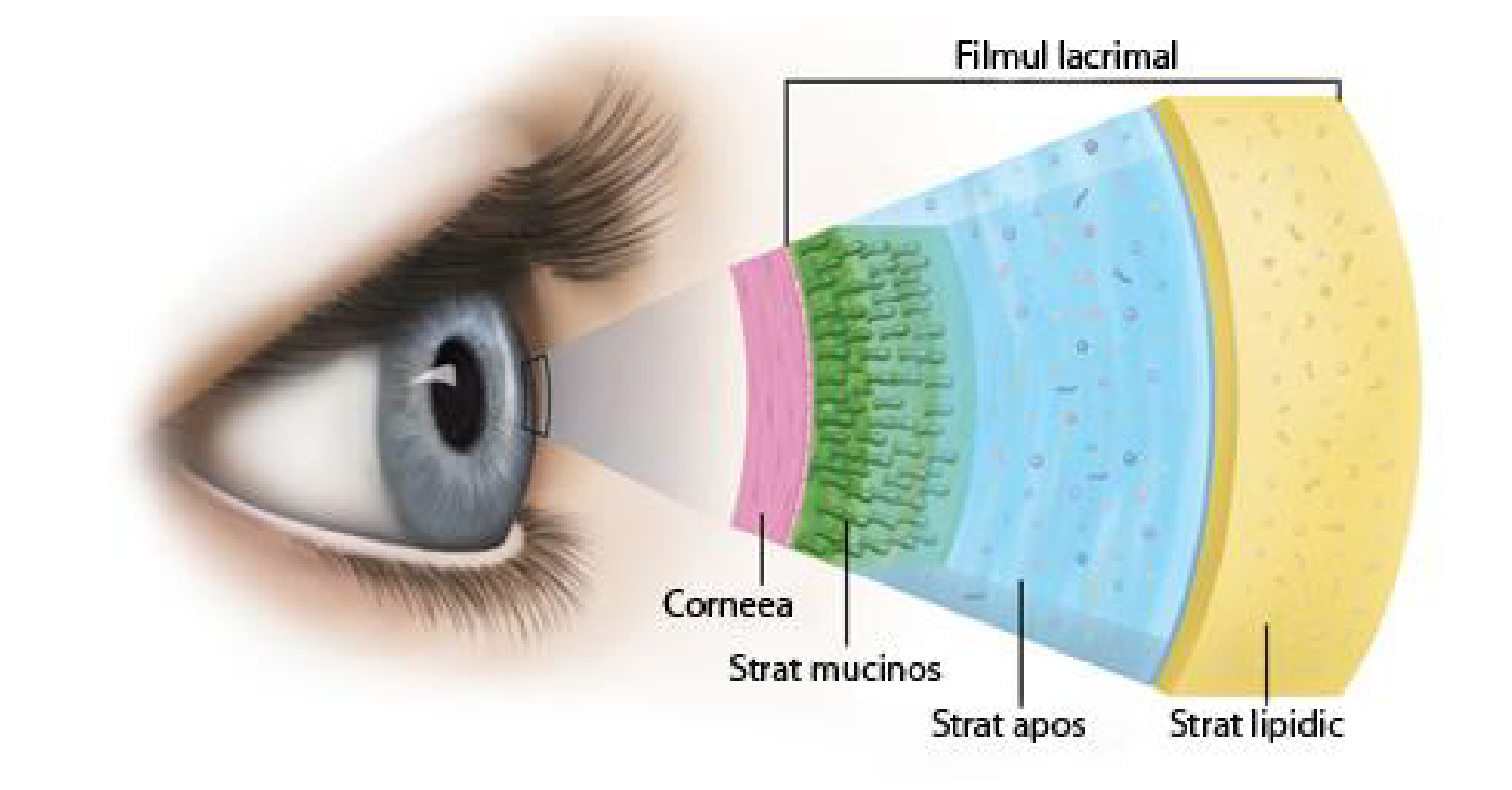 FILM LACRIMAL