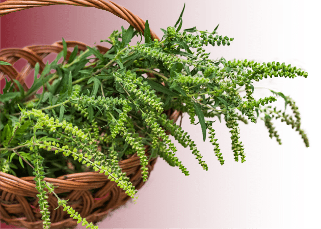 Inflamația suprafeței oculare ambrozie