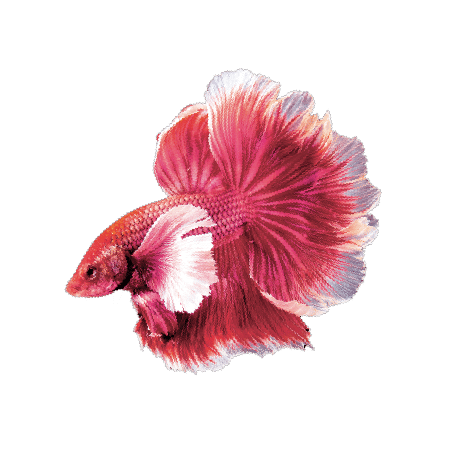 peste hylo dual Inflamația suprafeței oculare